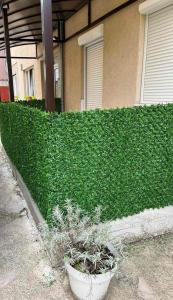 a green hedge in front of a house at Apartmani Vrabac 4 in Divčibare