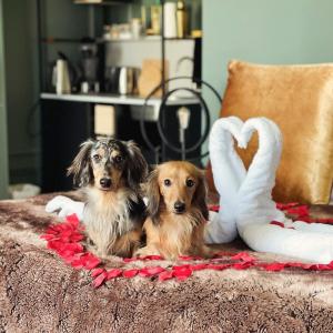 dos perros sentados en una cama con cisnes de juguete en 81 Promenade Studios en Cheltenham