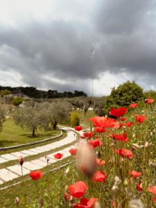 a field of red poppies in a park at Holiday Home Sovenigo in Puegnago