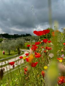 um campo de papoilas vermelhas e outras flores em Holiday Home Sovenigo em Puegnago