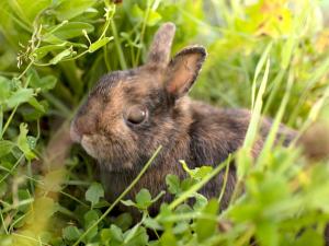 a small brown rabbit sitting in the grass at Bantlehof in Niedereschach