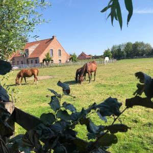 un grupo de caballos pastando en un campo con una casa en Au Coeur des Collines, Gloriette, en Ellezelles