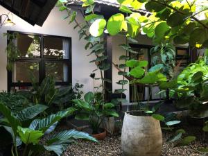 ein Zimmer voller Pflanzen und Fenster in der Unterkunft Su Kho Rom always home ศุโขรมย์ - Adults Only in Chiang Mai