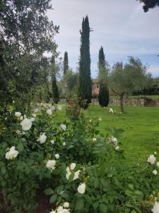 um jardim com rosas brancas num campo em La Casa delle Rose em Terranuova Bracciolini