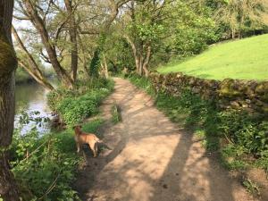 a dog walking down a dirt road next to a river at River Airebnb in Bradford