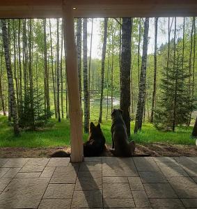 dos perros sentados a la sombra de una tienda en Leśne Klimaty, en Smolniki