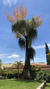 uma palmeira sentada no meio de um campo em Primavera Acolhedora em Holambra