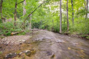 a stream in the middle of a forest at Restored Buchanan Log Cabin on 9-Mile Creek! in Reba