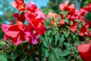 Jardín al aire libre en Nokal Exclusive Stay