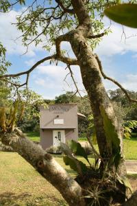 a building with graffiti on it behind a tree at Pousada Sonho do Campo in São Pedro