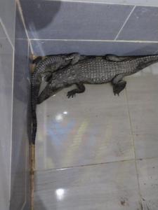 a crocodile sitting on top of a table at NeNeKaTo Nubian House in Aswan
