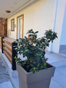 roślina w dużym garnku na ganku w obiekcie ITHACA Σπίτι με αυτόνομη είσοδο w Salonikach