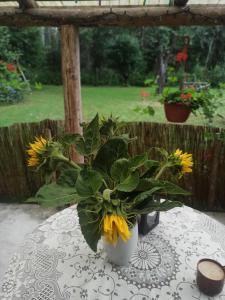 Zahrada ubytování Siedlisko Urszulanka /Gajki