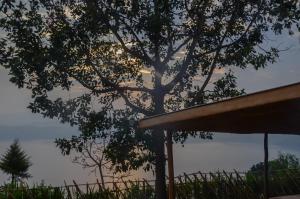 a tree in front of a fence with the sunset at Burera Cottage 