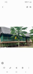 un edificio con un árbol delante de él en Amazon tucuxi en Mazán