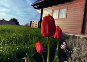 Zahrada ubytování Domek na Wzgórzu + 2 fotografie