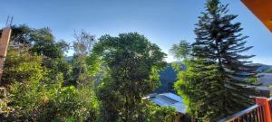 a group of trees with a house in the middle at Casa Cejota in Huautla de Jiménez