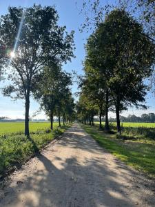 un camino de tierra con árboles a ambos lados en 't Holtslag 