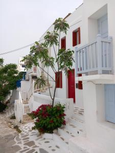a tree in a pot in front of a building at Alex oldtown sea view rooms and appartments in Mýkonos City