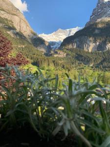 vista su una valle in montagna di Velvet Eiger a Grindelwald