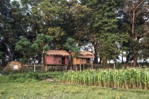 a house in the middle of a field with trees at Pemsee's Tree Town in Sauraha