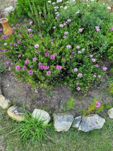 a flower garden with pink flowers and rocks at Dante Glamping in Guatavita