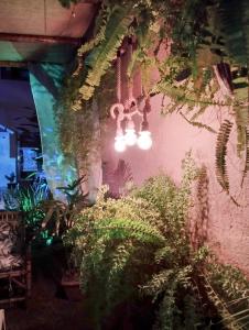 a room with plants and lights on a wall at Pousada Ray Sol - Centro Arraial d Ajuda in Porto Seguro