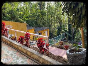 Zahrada ubytování Nature's cradle resort + 9 fotografií