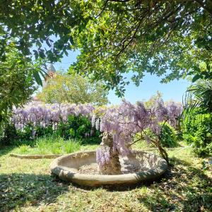 a bush of lilacs in a garden with a fountain at Il giardino di Emilia in Raviscanina