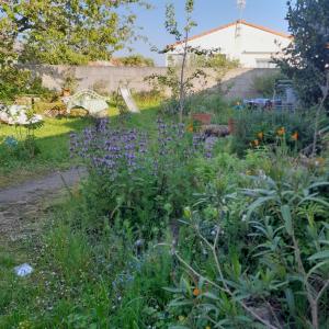 un jardin avec des fleurs violettes dans une cour dans l'établissement LA VIE DOUCE, à Boussay