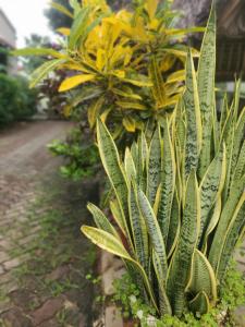 eine grüne Pflanze in einem Garten mit gelben Blumen in der Unterkunft L&J Modern Backpackers Kinondoni in Daressalam