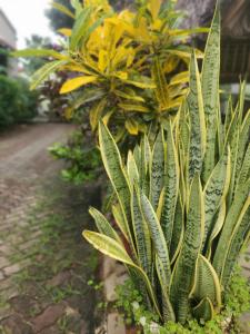 a green plant in a garden with yellow flowers at L&J Modern Backpackers Kinondoni in Dar es Salaam