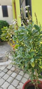 a group of plants in a pot on a sidewalk at L&J Modern Backpackers Kinondoni in Dar es Salaam