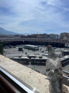 a bird sitting on the ledge of a window at International Garibaldi in Naples