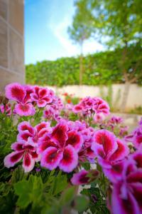 卡薩米里的住宿－Vila Kristian，花园里的一束粉红色的花