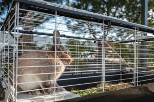 un lapin dans une cage dont la tête s'accroche dans l'établissement Номер в гостьовому домі "Дача на Фонтанці", à Fontanka