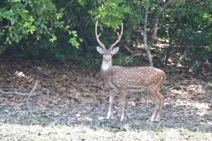a deer with large antlers standing in a forest at Priyanna Guest, Forest view in Polonnaruwa
