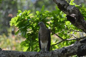een zwarte vogel zittend op een boomtak bij Priyanna Guest, Forest view in Polonnaruwa