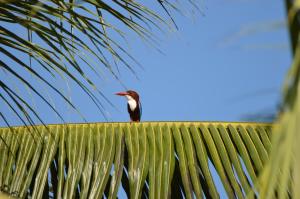 ein Vogel, der auf einer Palme sitzt in der Unterkunft Priyanna Guest, Forest view in Polonnaruwa