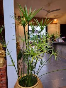 Fotografie z fotogalerie ubytování Green BOUTiQUE v Siem Reap