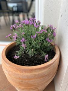 a wooden flower pot with purple flowers in it at Apartments Romano in Dubrovnik