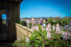 a bunch of pink flowers in front of a fence at Doolin Inn in Doolin