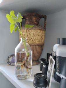 een vaas met een plant erin zittend op een plank bij Nuovo appartamento in borgo medievale in Grosseto