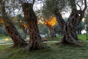 tre alberi in un parco con le luci di MASHTRA - The Olive House a Ulcinj