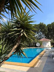 a palm tree next to a swimming pool at House Of Happiness in Manshīyat Raḑwān