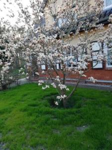 un arbre dans la cour avec des fleurs blanches sur lui dans l'établissement Geräumiges und liebevoll eingerichtetes Ferienhaus für bis zu zehn Personen mit Terrasse und Grill im Garten, à Ueckermünde