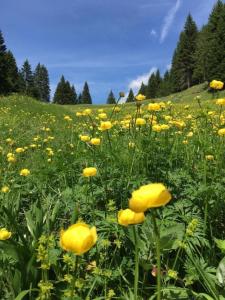 ein Feld gelber Blumen auf einem grünen Feld in der Unterkunft Ferienhaus in Pieve Di Bono mit Grill, Garten und Sauna in Pieve di Bono