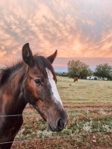 Dyr i villaen eller i nærheden