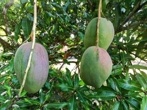 dos mangos verdes colgando de un árbol en L'îlet cacao, en Le Gosier