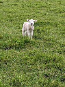 a lamb standing in a field of grass at Rosegarth Bed and Breakfast in Marton